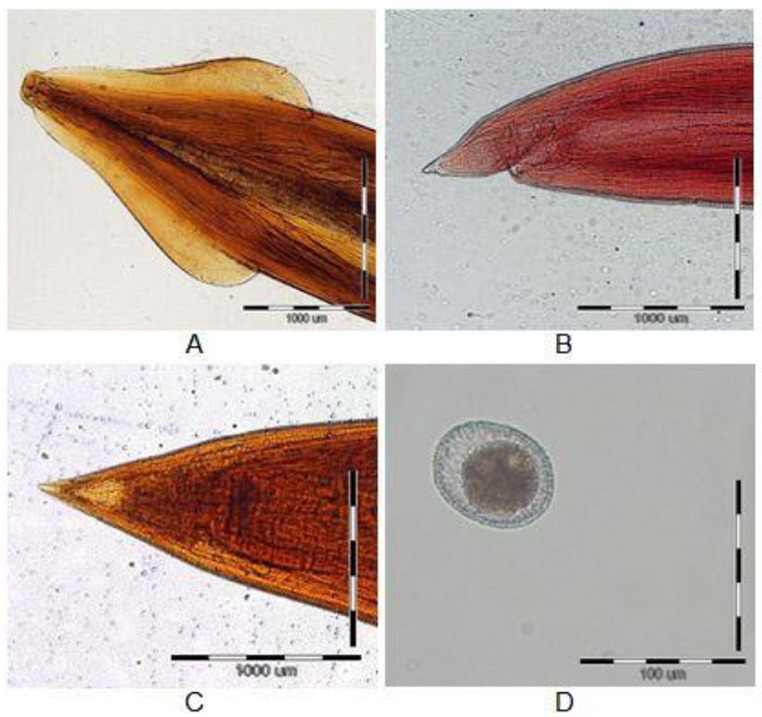 Fig 1