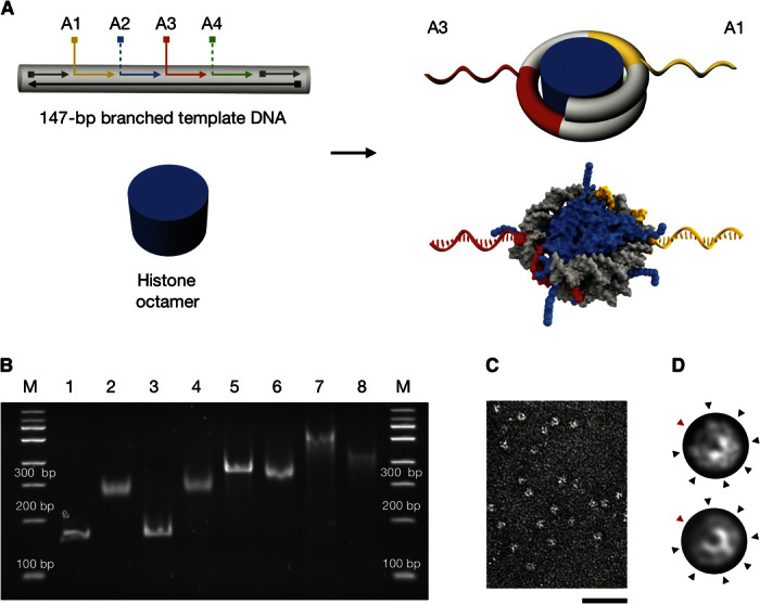 Fig. 2