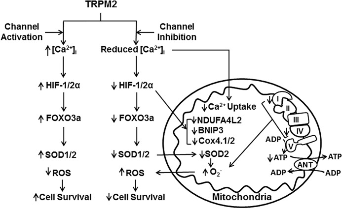 FIGURE 12.