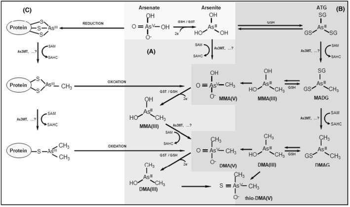 FIGURE 2