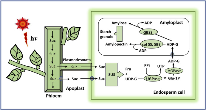 FIGURE 4