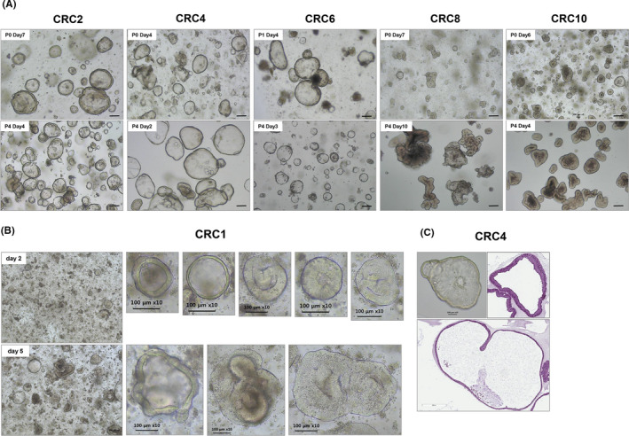 FIGURE 2