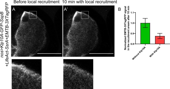 Figure 4—figure supplement 1.