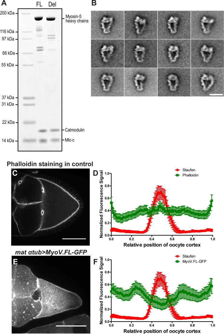 Figure 2—figure supplement 1.