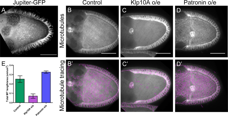 Figure 3—figure supplement 1.