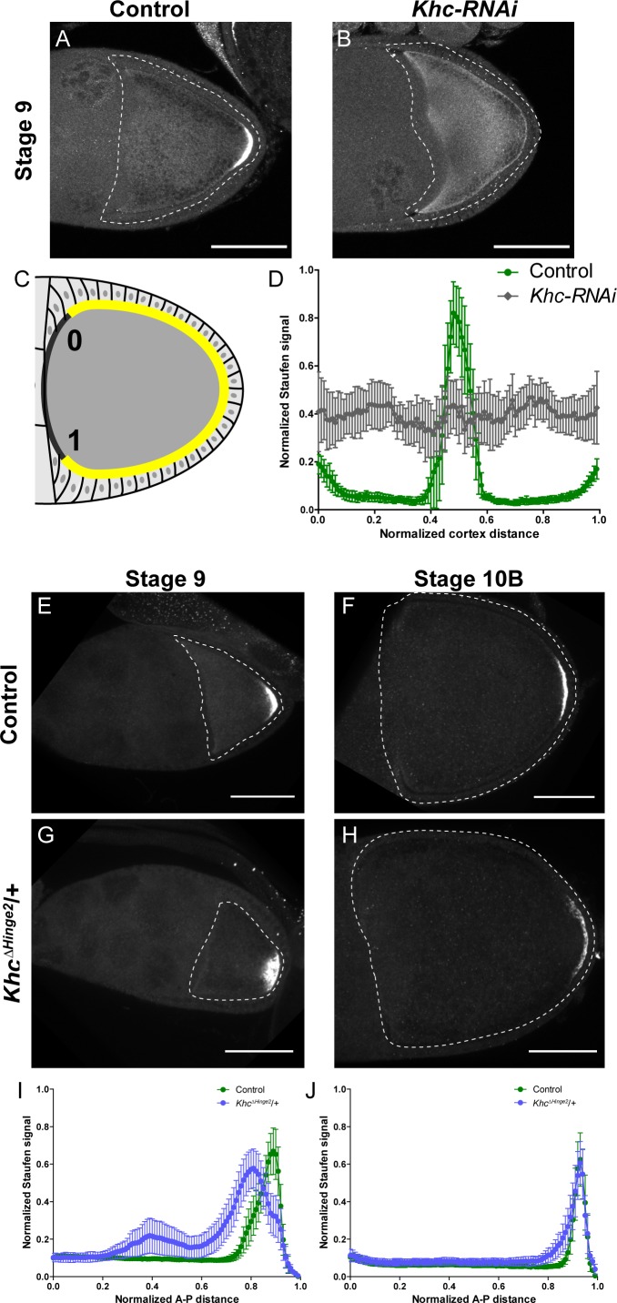 Figure 1—figure supplement 1.