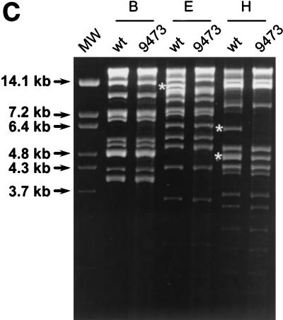 FIG.1.