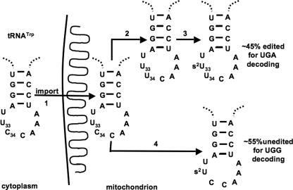 FIGURE 7.