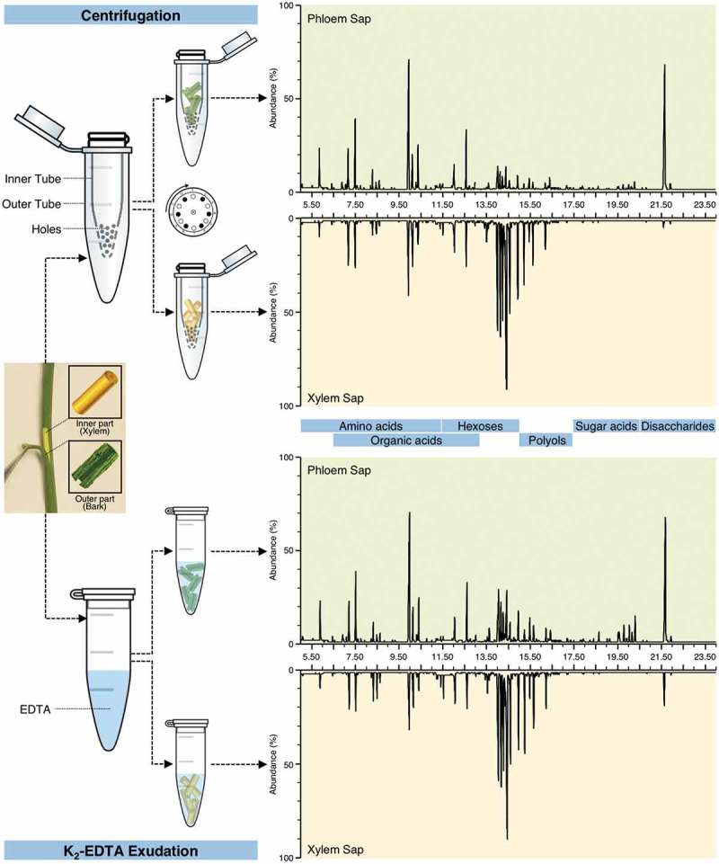 Collection of the phloem sap, pros and cons - PMC