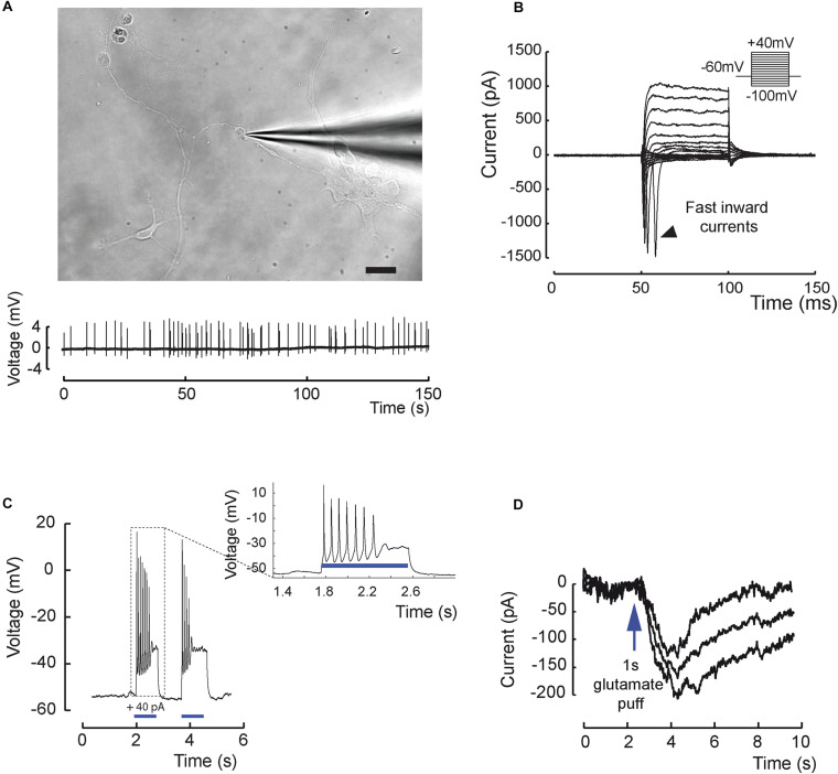 FIGURE 3