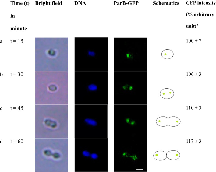 Fig. 2