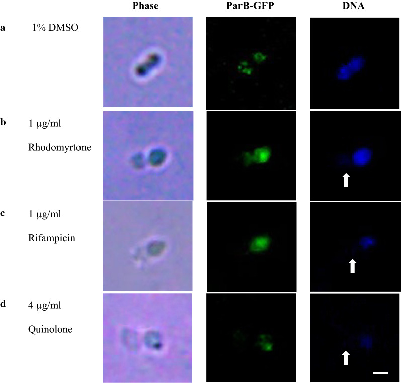 Fig. 4