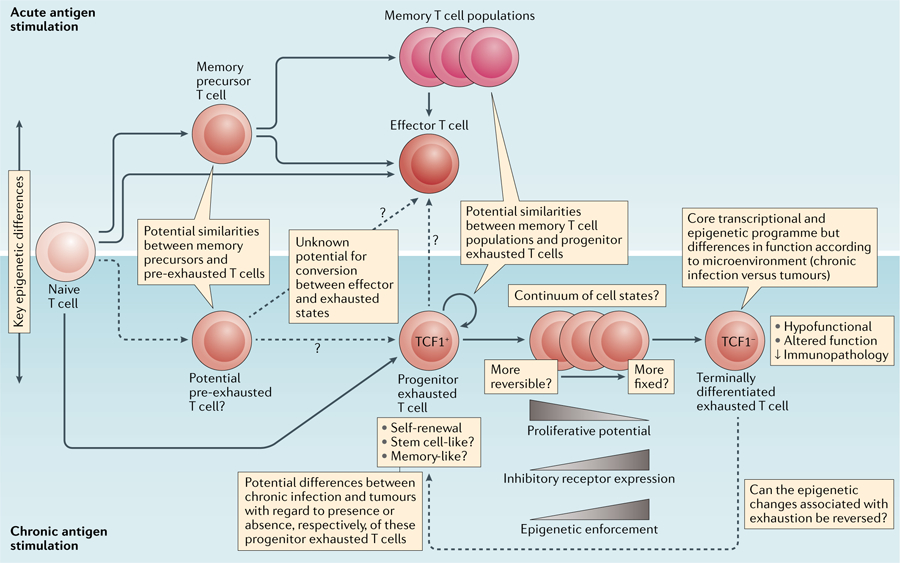 Fig. 1 |