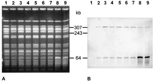 FIG. 5