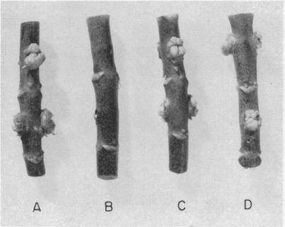 graphic file with name pnas00166-0073-a.jpg