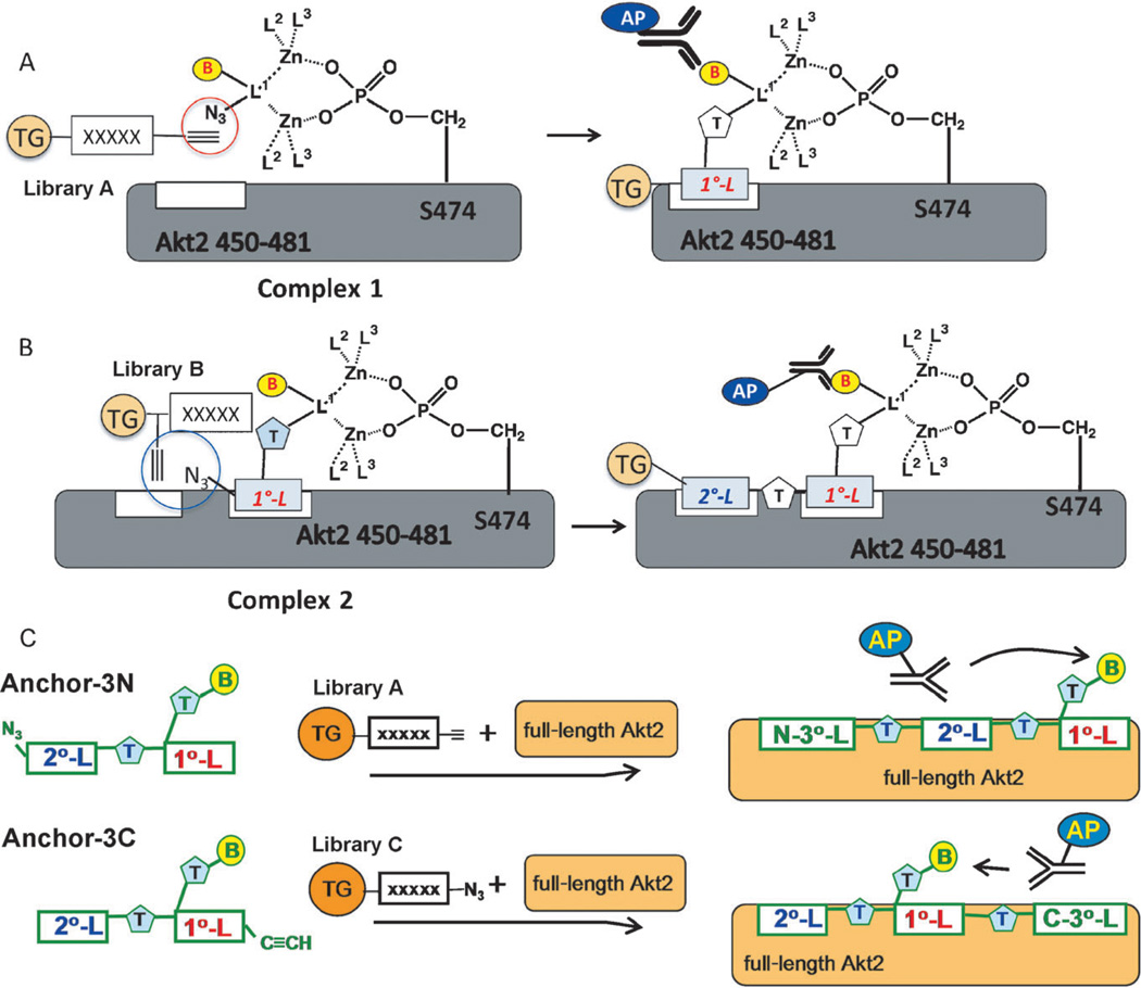 Scheme 2