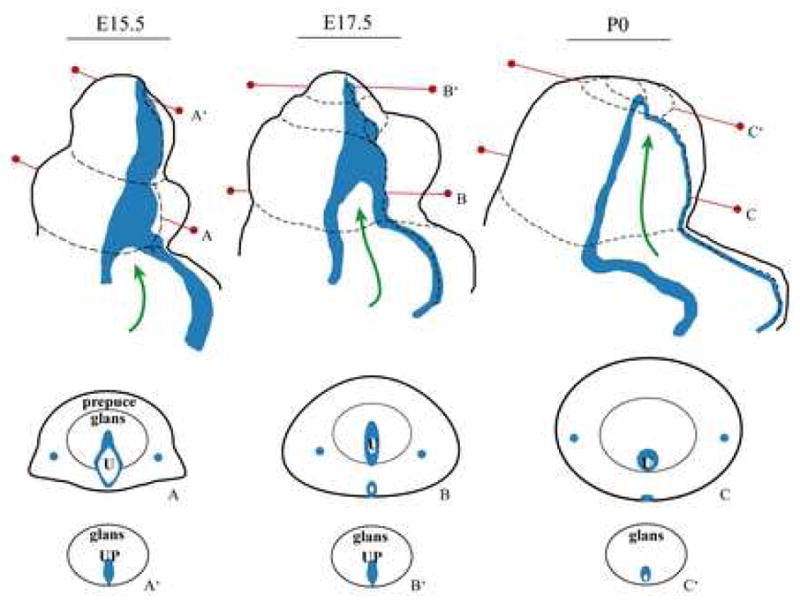 Fig. 6