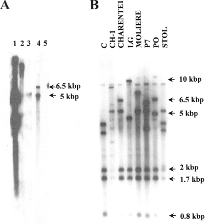 FIG. 2.