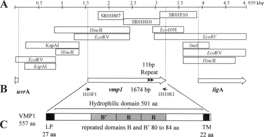 FIG. 1.