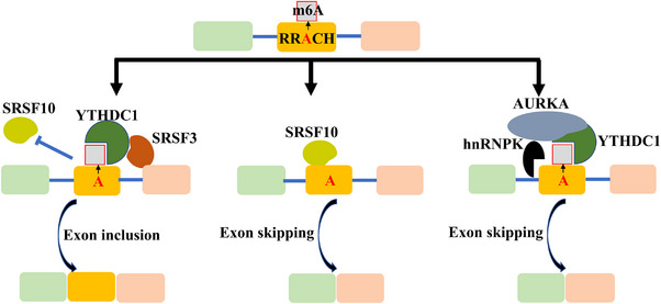 FIGURE 4