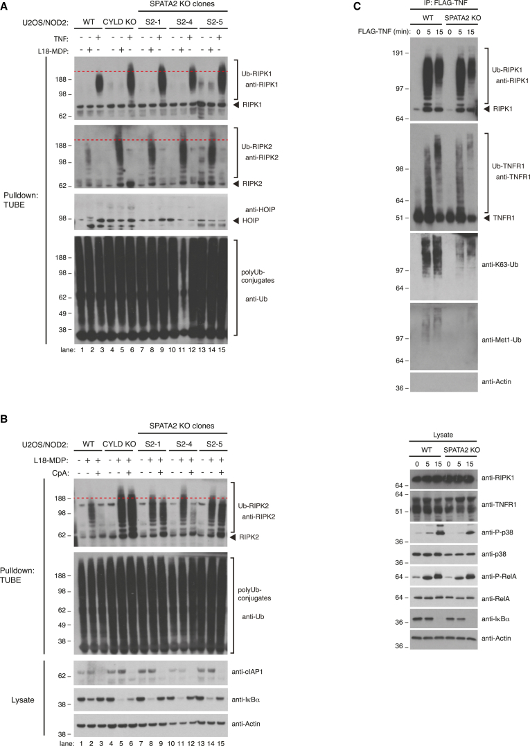 Figure 6