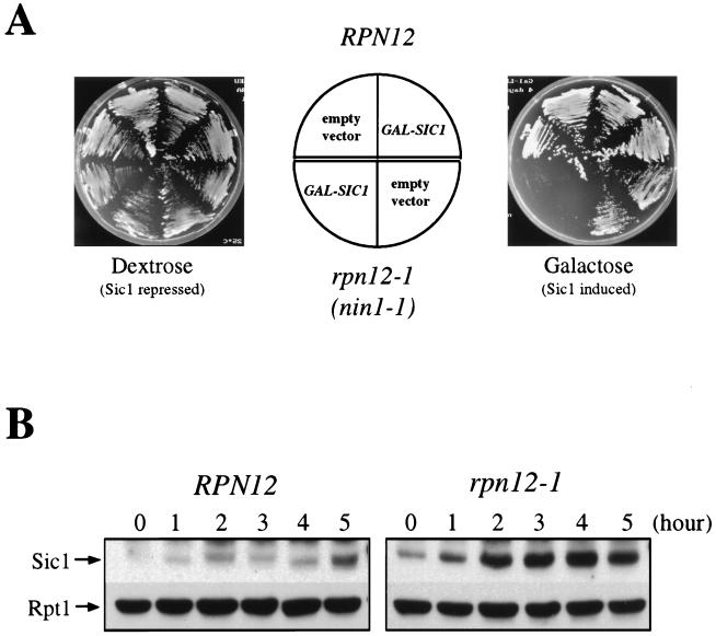 FIG. 9