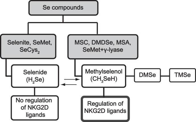 SCHEME 1.