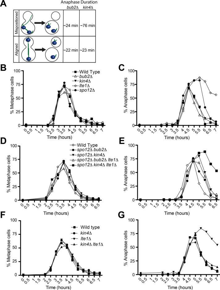 FIGURE 5: