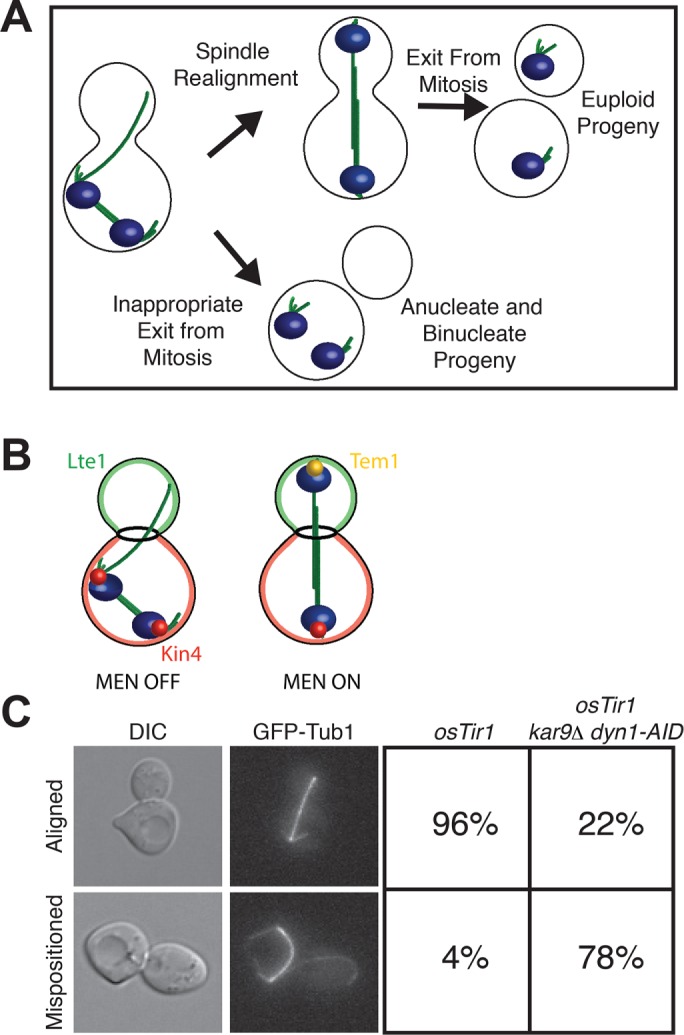 FIGURE 1: