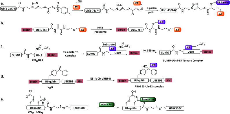 Fig. 12