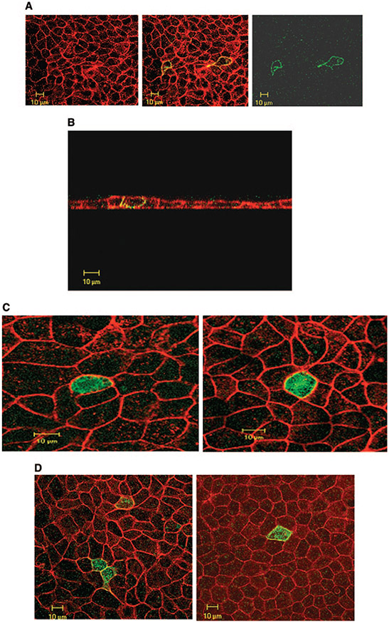 Figure 6.