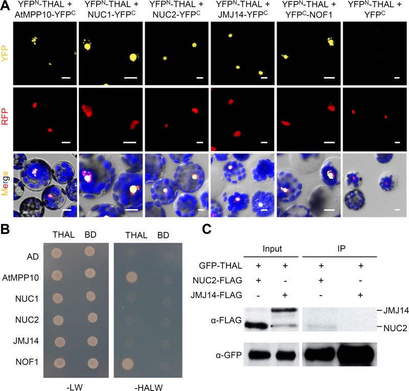 Fig 6