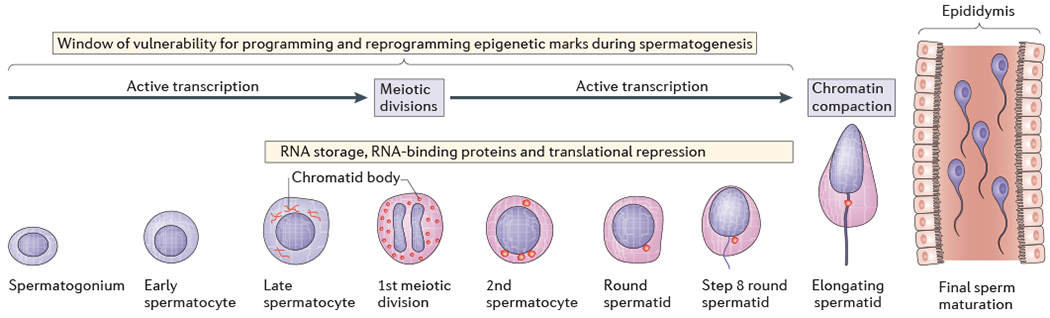 Figure 4 |