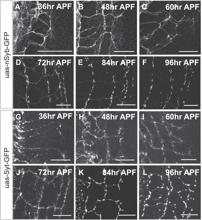 Figure 3—figure supplement 1.