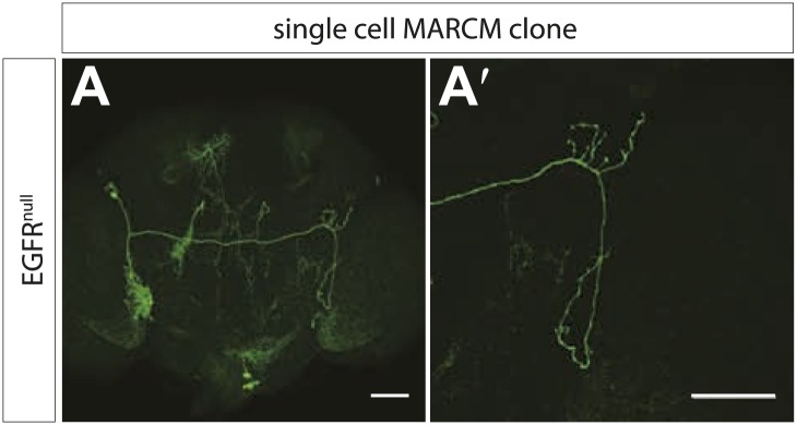 Figure 2—figure supplement 1.