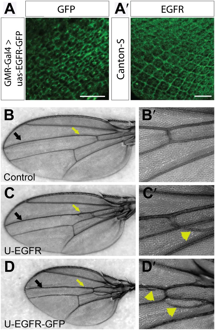 Figure 7—figure supplement 3.