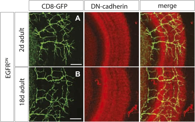 Figure 3—figure supplement 2.