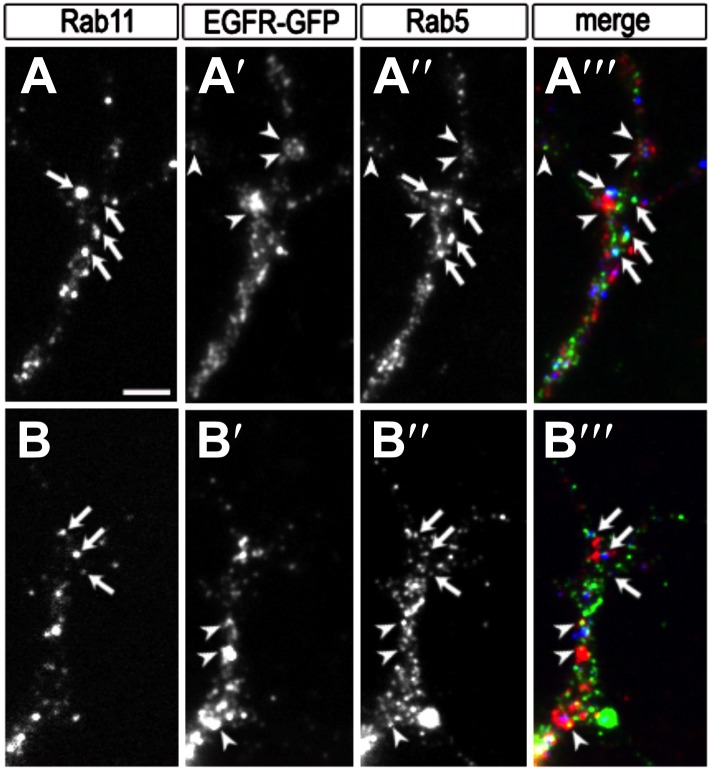 Figure 5—figure supplement 2.