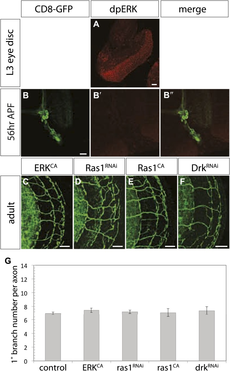 Figure 8—figure supplement 1.