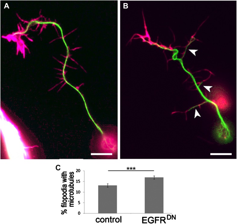 Figure 4—figure supplement 1.