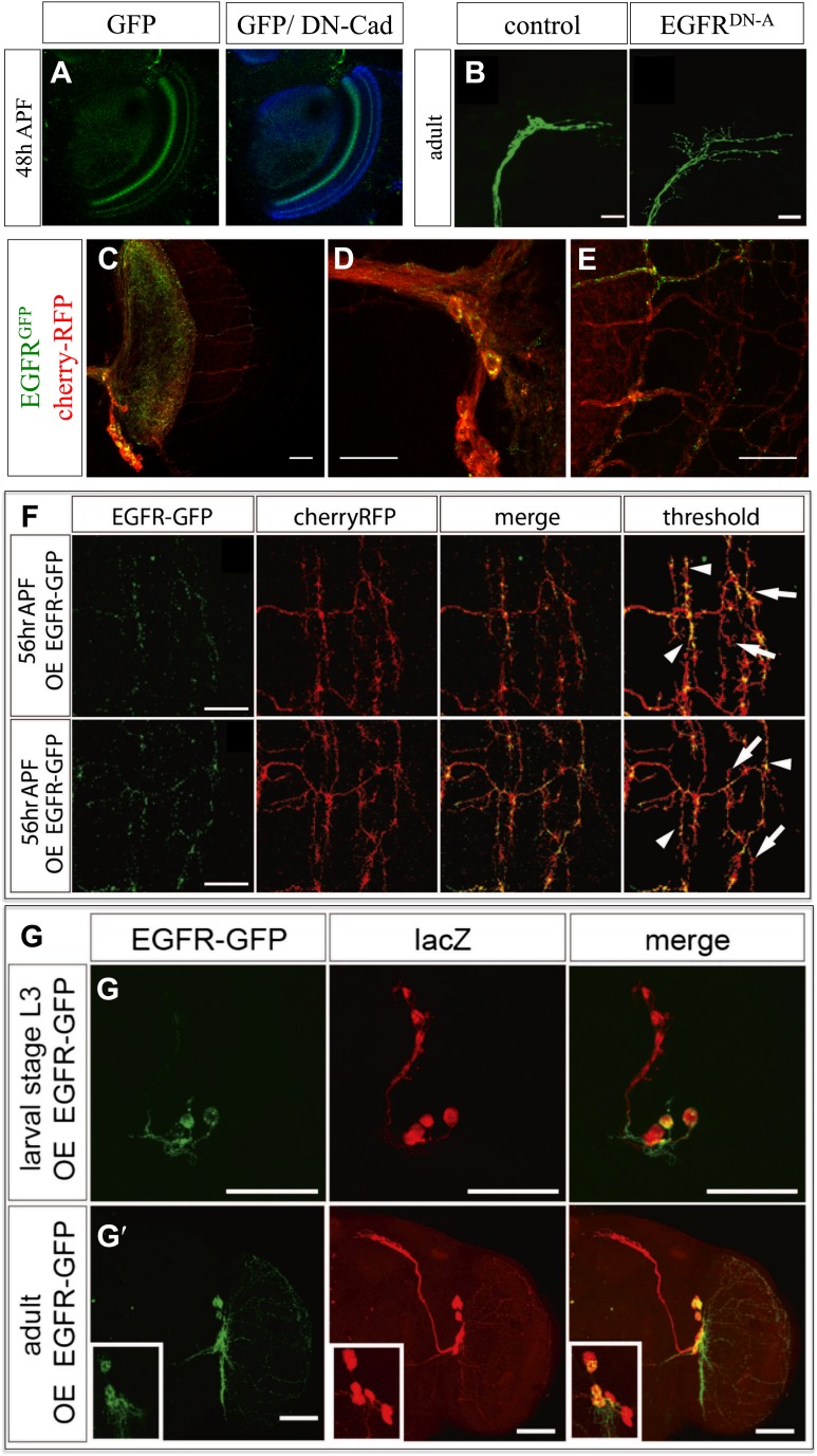 Figure 7—figure supplement 1.