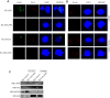 Fig 11