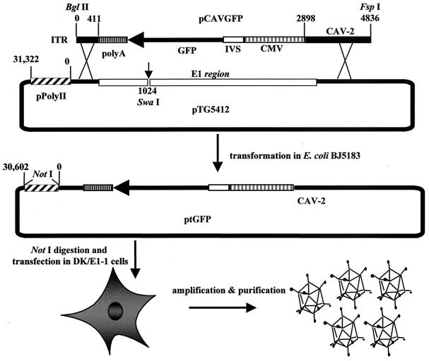 FIG. 1