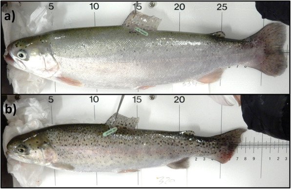 Fig. 8