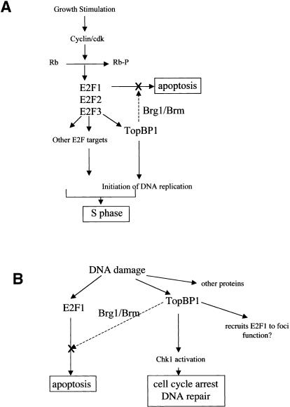 Figure 7.