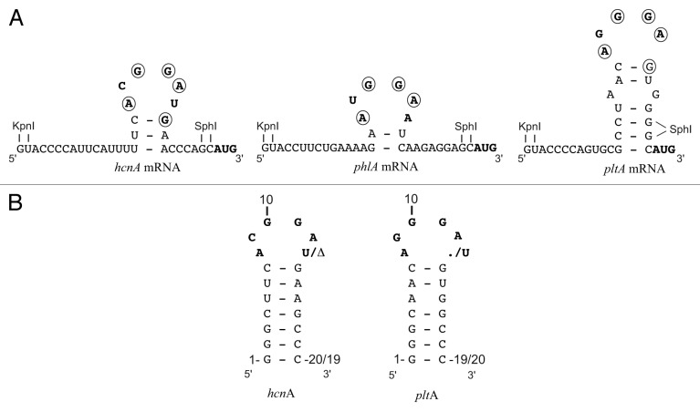 graphic file with name rna-10-1030-g1.jpg