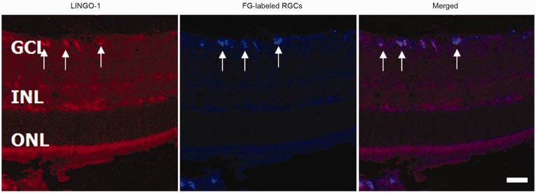 Figure 5.