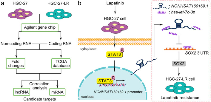 Long noncoding RNA NONHSAT160169.1 promotes resistance via hsa-let-7c ...