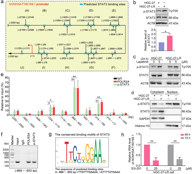Long noncoding RNA NONHSAT160169.1 promotes resistance via hsa-let-7c ...
