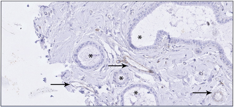 Supplementary Figure S1.